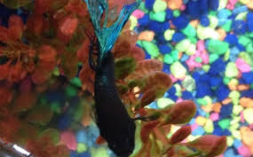 It will burn the skin of scaleless fish, but our betta's have mix 1 teaspoon aquarium salt with 1 gallon of treated water (not tank water), make sure all of the salt is. Betta Fish Swollen Eye Vang Bettas