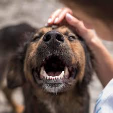 Please park and call the phone number listed on the designated signage when you arrive. Conway Area Humane Society Conway Nh Animal Rescue