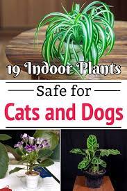 Fertilizer, soil, light, water, pruning, and more! 19 Indoor Plants Safe For Cats And Dogs Are You Searching For Plants That Are Safe For Your Pets Here Is An Indoor Plants Low Light Cat Safe Plants Plants