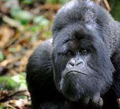 Top 10 Facts About Mountain Gorillas Wwf