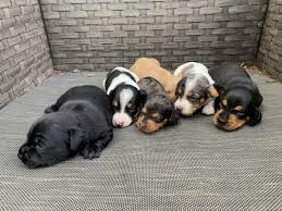 Welcome to dachshund star, puppies with the sweetest face and coat; Dachshund Puppies For Sale Richmond Tx 300750