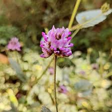 Image result for Psoralea