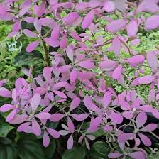 Image result for Congea