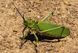 Green Milkweed Locust Or African Bush Grasshopper Phymateus Viridipes Mozambique They May Secrete A Noxious Fl Milkweed Trees And Shrubs Nature Photography