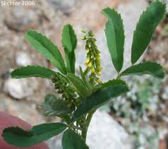 Image result for Melilotus indicus