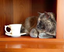 Here is some rare footage of him in action. Can Cats Drink Tea What You Need To Know