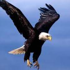 تفسير رؤية حلم الصقر في المنام للعصيمي bald eagle eagle pictures bald eagle wallpaper