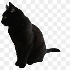 Ever needed a 1x1 transparent png pixel? Cat Png Transparent For Free Download Pngfind