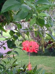 Image result for Hibiscus schizopetalus