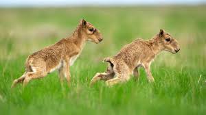 Quests to guide the players through the first levels. Planet Earth Ii Saiga Antelope Hardy Grass And Filming In The Kaziranga Ndtv Gadgets 360