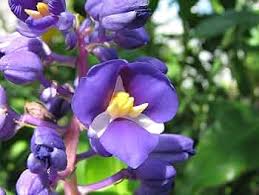 Image result for Pollia condensata