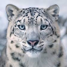 Seltene Tiere Die Vielleicht Bald Ausgestorben Sind Seltene Tiere Leopard Augen Und Schneeleopard