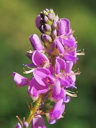 Image result for Grona afra