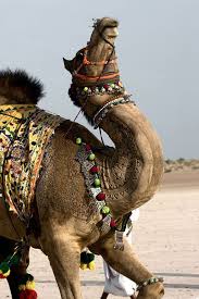 While the discovery that the common cold may have come from ancient camels is certainly interesting, the study also has important implications for mers research. Pin On Anomalies