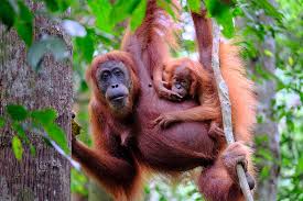 Paul hilton for rainforest action network/leonardo dicaprio. Orangutan Definition Facts Britannica