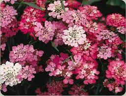 Pin By Dream Tracker On Pretty For My Garden Drought Resistant Plants Winter Flowers Flower Seeds