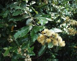 Image result for Brachylaena discolor