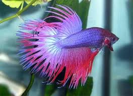 Purple Pink Red White Crowntail Betta Male Peces De Agua Salada Pescado Relleno Pez Beta