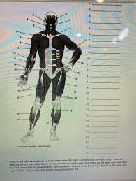 They include exercises on tracing and printing the words for each color, matching objects to their colors and organizing pictures by their color. Solved I In Bog 19 Superficial Muscles Anterior View C Chegg Com