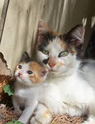 Help us help cats in our community, and encourage others to do the same. Helping Feral Cat Colonies Freshfields Animal Rescue