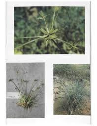Image result for Bulbostylis schoenoides