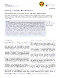 Image result for Impatiens psychadelphoides