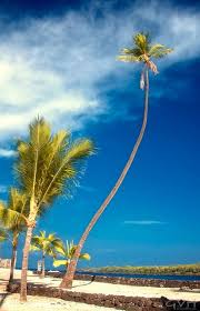 Finding A Sunny Place Of Refuge On Hawaii S Big Island Hawaiian History Big Island Big Island Hawaii