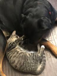 For many, the mortality rate is similar to that suffered by humans. Breast Cancer Topic Dogs And Cats Best Friends