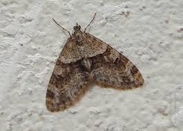 Image result for Trichopteryx