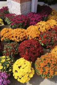 We did not find results for: Chrysanthemum Fertilizer How And When To Fertilize Mums
