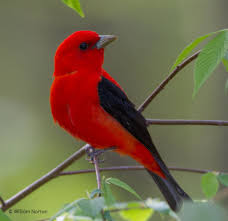 Black Birds In Michigan Species Spotlight Scarlet Tanager Scarlet Tanager Species Beautiful Birds