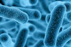 It is sometimes classified as atypical pneumonia. Q A Legionella And Legionellosis Legionnaires Disease Nova Scotia Health Authority