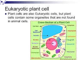 Check spelling or type a new query. Eukaryotic Cells Vs Prokaryotic Cells Cell Theory The Cell Theory States That All Living Things Are Made Of One Or More Cells Cells Are The Basic Ppt Download