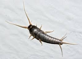 You can put some cedar on the affected area, and you can also spray the mattress, corners, and crevices with cedar oil. How To Get Rid Of Silverfish Naturally Using Lavender Oil Dengarden