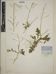 Image result for Erucastrum arabicum