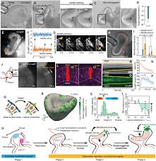 The strain (us, fx) aired on 2014 and belongs to the following categories: Strain Triggered Cell Constriction In Epithelial Folding A To I Download Scientific Diagram