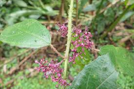 Image result for Urera