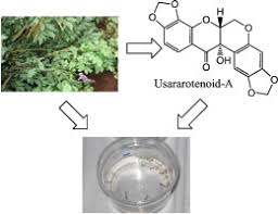 Image result for Millettia usaramensis