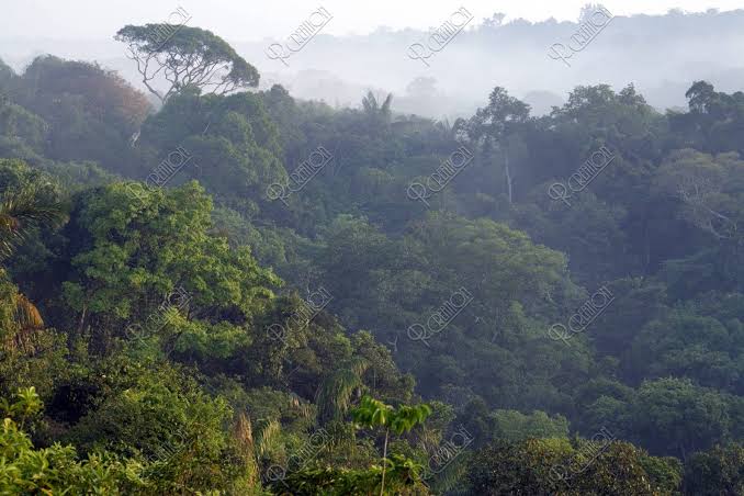 [Funny Answers Only] You can bring only one thing into the Amazon rainforest. What would you bring?