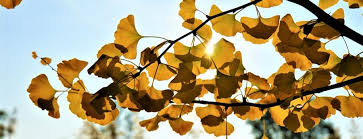 Maybe you would like to learn more about one of these? Obituaries Chair Of Plant Cell And Molecular Biology Tu Dresden