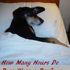 How Much Do Dogs Sleep On Average Dog Discoveries