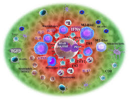 Image result for Pimpinella sp. A. of FZ 4: 594