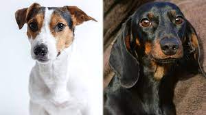 Jackshund Jack Russell Dachshund Mix Info Pictures Facts Doggie Designer