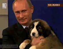Meme about dog, putin, vladimir putin, picture related to vladimir, sending, looks and putin, and belongs to categories dogs, lookalike, memes, politics, silly, trolling, etc. Best Vladimir Putin Gifs Gfycat
