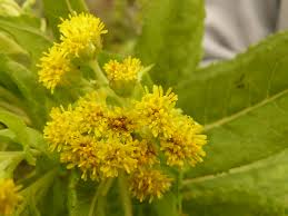 Image result for Solanecio mannii