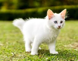 En Guzel Kedi Isimleri Nelerdir Erkek Kedi Isimleri Neler Disi Kedi Isimleri Neler En Populer Kedi Isimleri Haberler Com