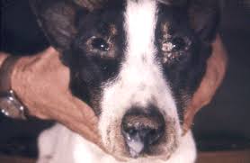 In most properly vaccinated dogs, the immunity should last more than a year, and often several years. Canine Distemper Mar Vista Animal Medical Center
