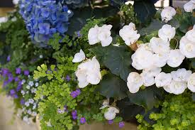 Maybe you would like to learn more about one of these? Top Spring Plant Flower Sales In Dfw 2020 Edition Sugar And Sap