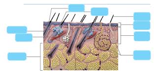 Lab Exercise 7 Integumentary System Diagram Quizlet