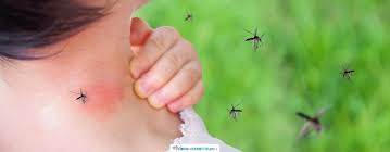 A cosa servono le zanzare? Puntura Di Zanzara Rimedi Piu Efficaci E Prevenzione
